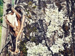 -黑河国家森林公园