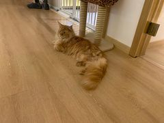 -猫腻·猫咖·撸猫馆(星光大道店)