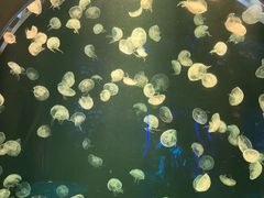 -三亚亚特兰蒂斯度假区