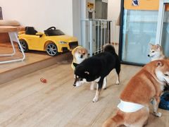 -南京Hallo宠物乐园·哈罗犬舍·柴犬繁育基地