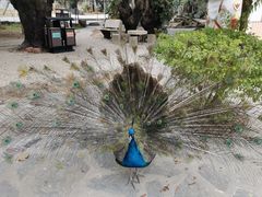 -瑞丽独树成林风景区