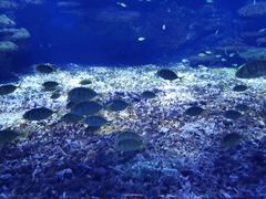 -海合安武汉极地海洋公园