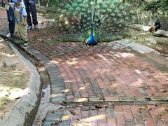 -泉州海丝野生动物世界