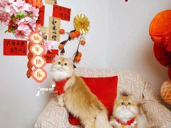 -超宠爱宠物摄影-Super pet