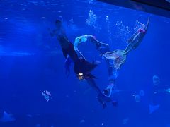 -烟台海昌鲸鲨海洋公园