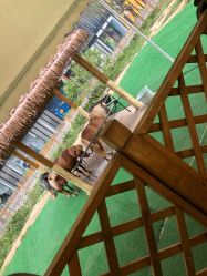 -萌宠亲子动物乐园(槐房万达店)