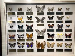 -上海昆虫博物馆