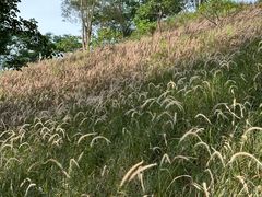 -白石龙音乐公园