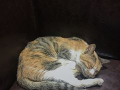 -真真鲜馄饨店(启蒙路店)