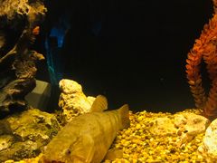 -暹罗海洋世界