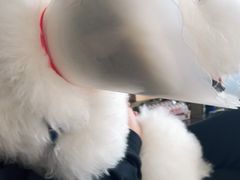 -欧奕国际动物医院