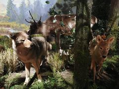 -陕西自然博物馆