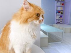 -喵的天空名猫咖啡馆·撸猫·猫舍·用品
