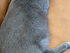 -猫友咖啡店(玉林西路店)