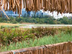 -华侨城湿地公园