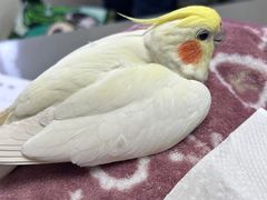 -爱侣宠医·鹦鹉专科·小型哺乳类·异宠专科(灵石路店)