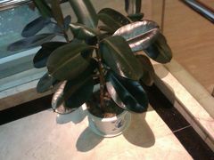 楼梯拐角的花2-世纪缘国际会议中心·中餐厅(百家湖店)