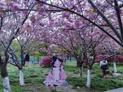 -高东镇樱花园