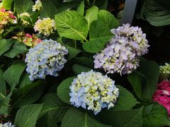 -深圳国际园林花卉博览园