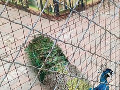 -长白岛森林公园