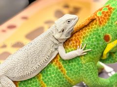 -FAIRYLAND龙族星球主题餐厅(凯丹广场店)