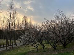 -上海滨江森林公园