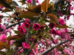 -天王浮山樱花园