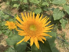 -光明小镇欢乐田园