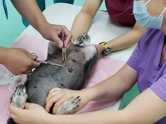 -北京观赏动物医院·24小时大型综合·猫专科·异宠专科