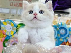 -小猫来了·猫咪专售(红山六九七九店)