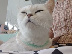 -怪兽屋·羊驼·猫咖·狗咖(俊华广场店)