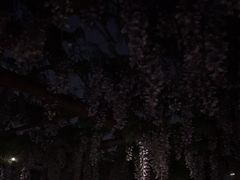 -嘉定紫藤园