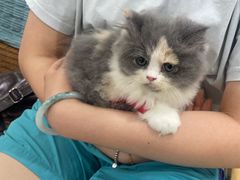 -佳雯宠物医院·皮肤科·内外科(春晓路分院)