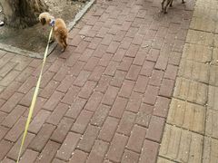 -美联众合动物医院·24h转诊中心