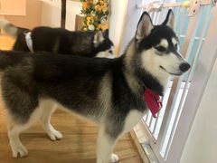-Husky Go! 哈士奇体验馆·宠物咖啡厅狗咖