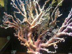 -绮丽珊瑚(台北101旗舰门市店)