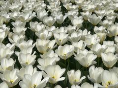 -上海鲜花港