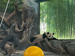 -武汉动物园