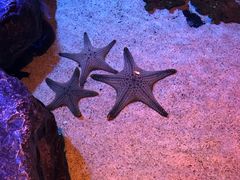 -暹罗海洋世界