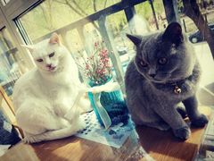 -有猫儿腻咖啡厅.猫咖