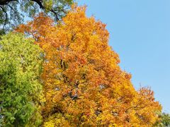 -香山公园