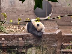 -中国大熊猫保护研究中心雅安碧峰峡基地