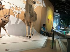 -陕西自然博物馆