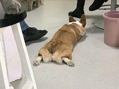 -我爱猫咪·猫咖·狗咖·安哥拉兔·羊驼咖(小寨华旗店)