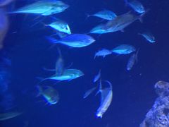 -新加坡海洋生态馆
