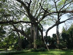 景点-瑞丽独树成林风景区