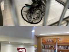 -艾贝尔宠物医院·24H转诊中心·肿瘤猫专科(江宁双龙店)