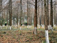 -西溪国家湿地公园