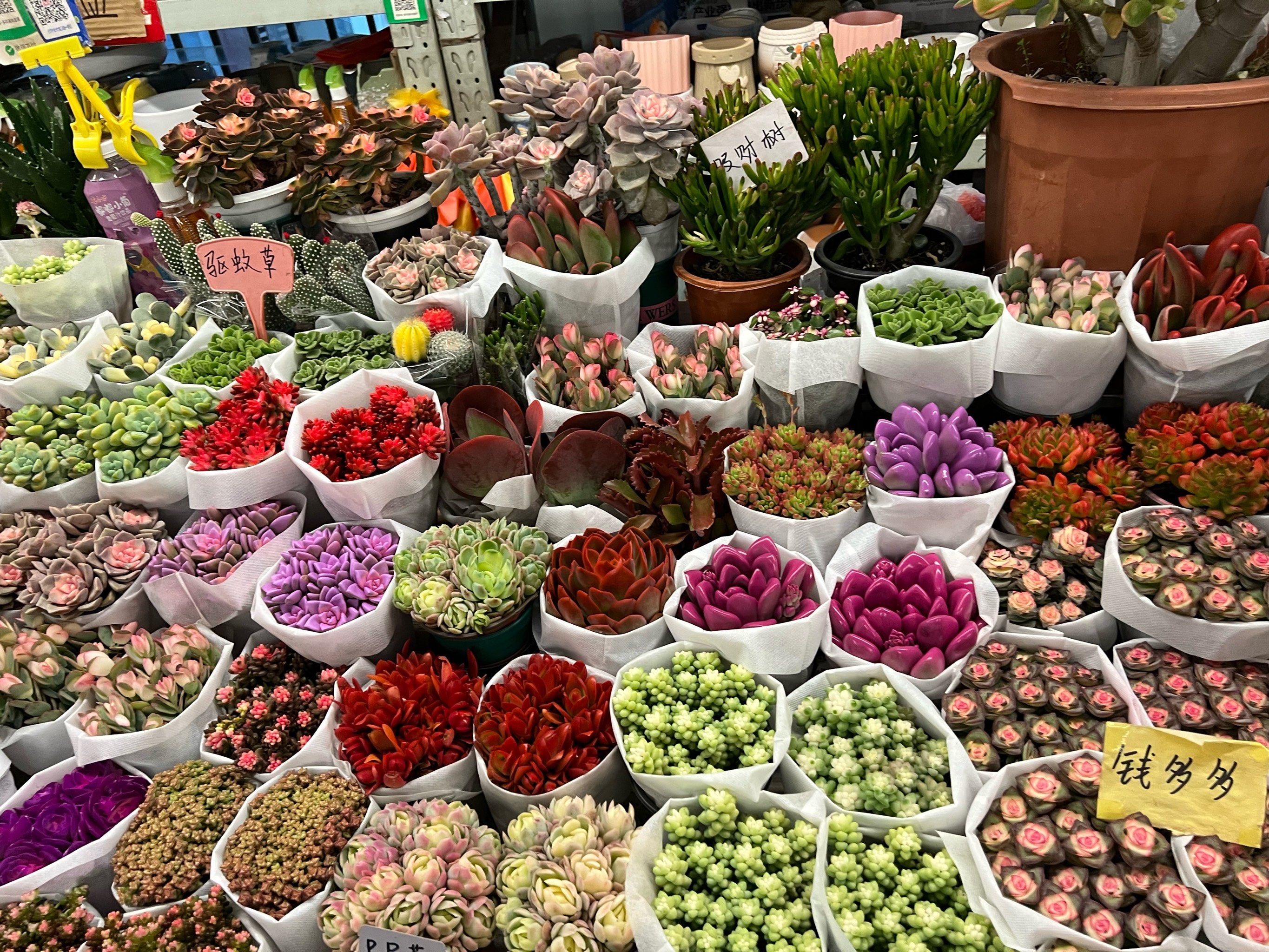 斗南花市不要错过
