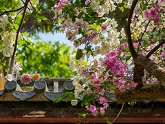 -深圳国际园林花卉博览园